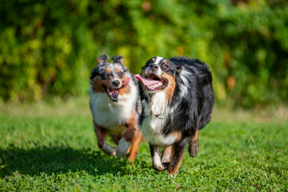 Couple with dog enjoying nature by the water – River Grove Animal Hospital